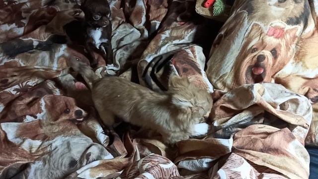 Микро чихуа такие разные характеры Добрыня и Геркулес купить_щенка_чихуахуа_продаю 79215950848