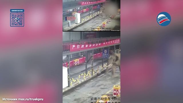 Дикий слон пересек границу Китая и Лаоса через КПП