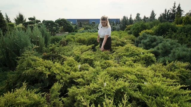 Можжевельник