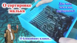 Ручная сортировка малька форели. Для чего, чем и как?