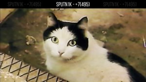 sputn1k - +7(495) (ФАН-КЛИП, 2026)