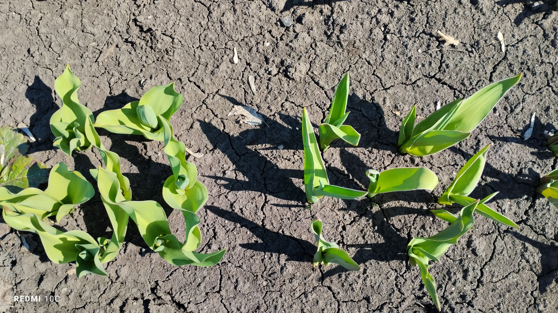 Как растут наши тюльпаны