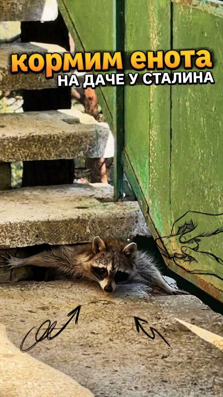 Неожиданная встреча на даче Сталина на Холодной речке😁  #абхазия #дачасталина #енот