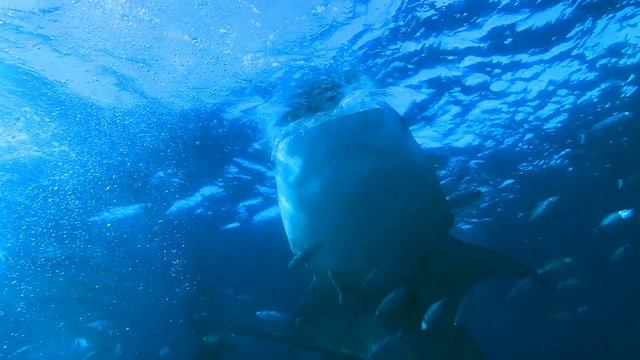 Китовая акула. Зверский аппетит