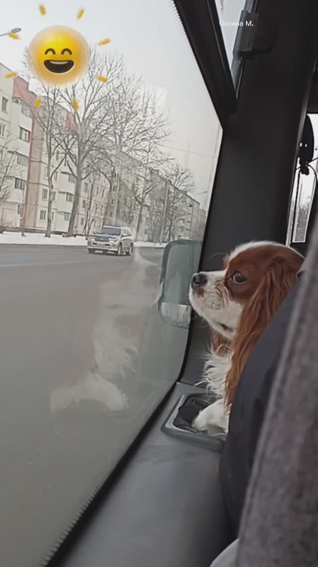 Милый пассажир