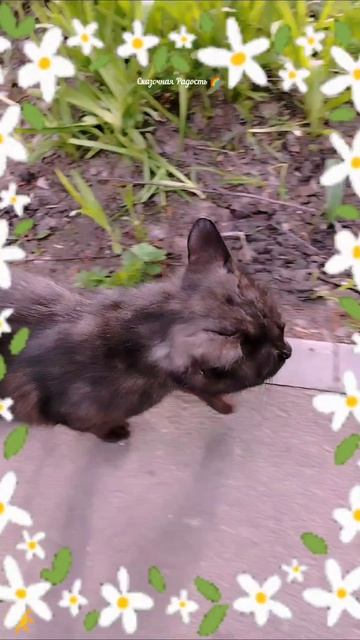 встреча сдругом красивый ченыйкотик димасик обзор красивыйдень солнечно весна2026год событ