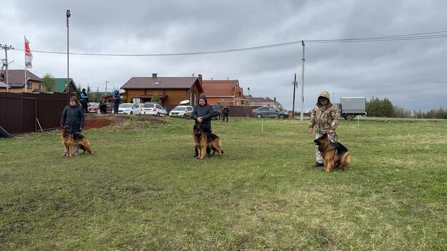 Выстрел 1. Кёрунг АЛЬМЕТЬЕВСК 25 апр26 Ю.Овсянникова 4 собаки