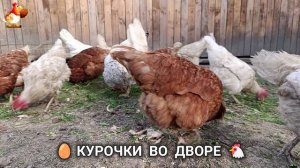 Забавные курочки несушки во дворе очень счастливы 🥚😂🐥 (3)