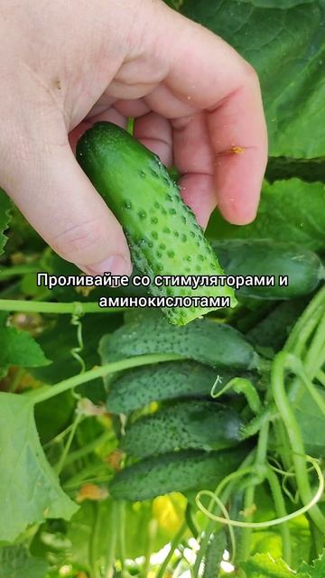 Главные правила выращивания огурцов в огороде!