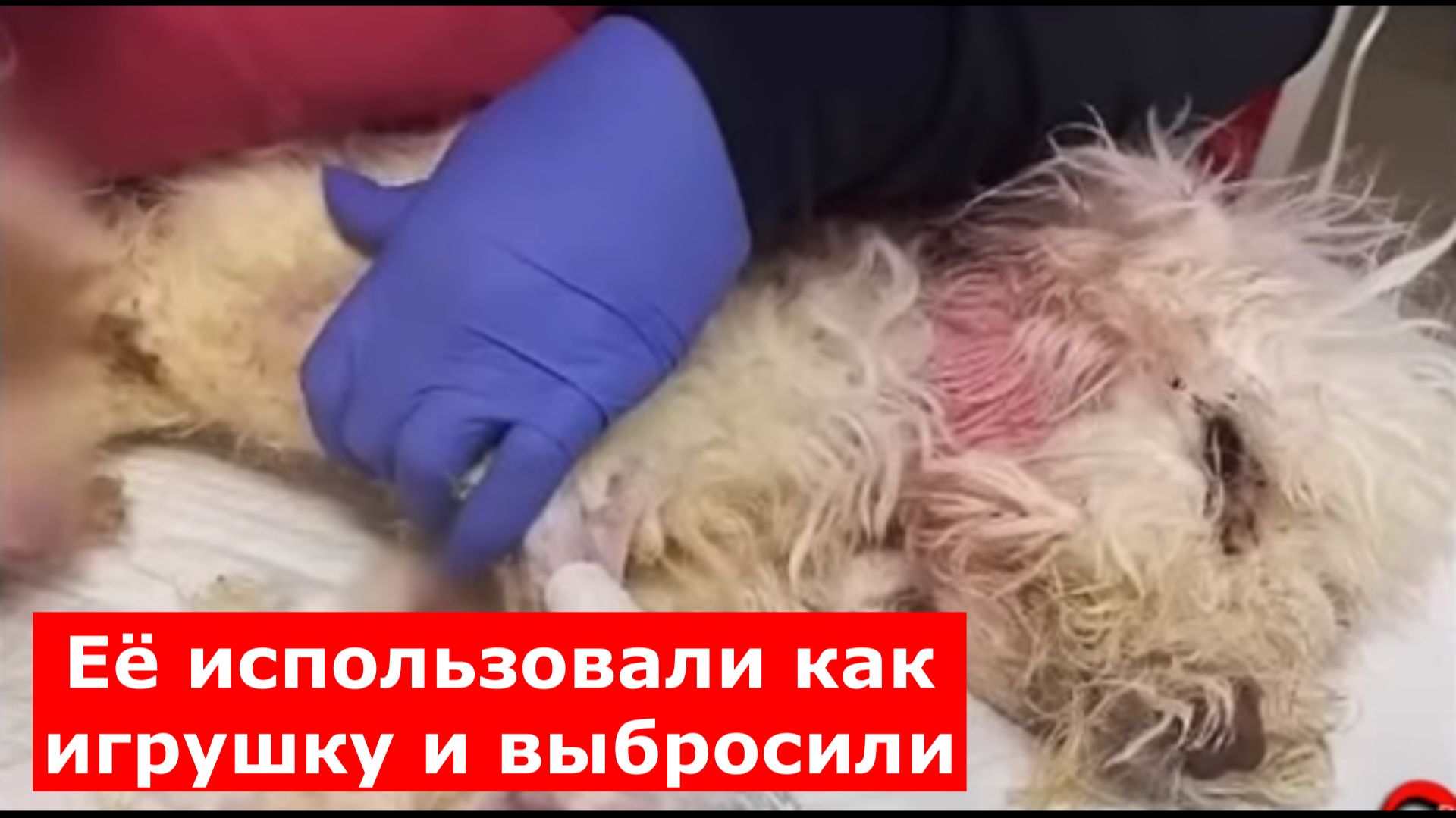 Её использовали как игрушку и выбросили. То, что произошло дальше — шокирует.