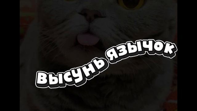 Я тебя поздравляю ты котик?!