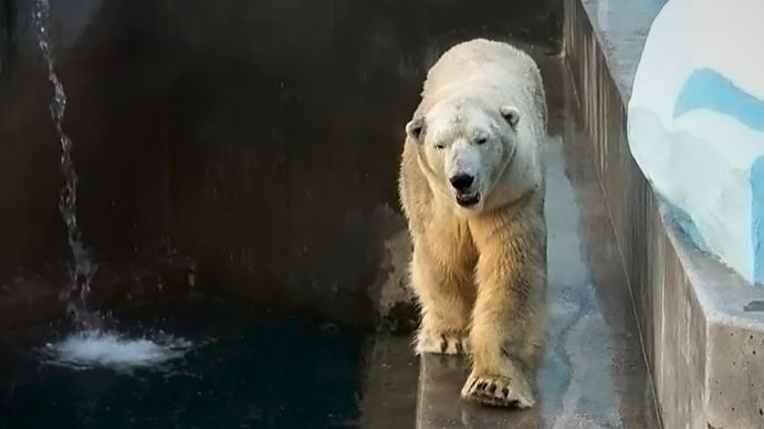 Белый медведь Кай позавтракал, прогулялся и почувствовал, что за стеной гуляет Герда с медвежонком.