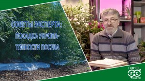 ПОСЕВ УКРОПА