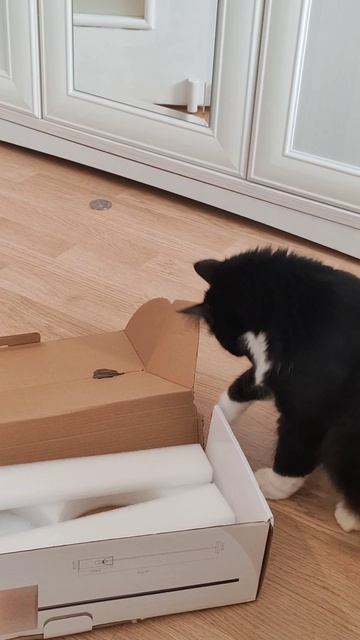 Кошачий дзен!!!