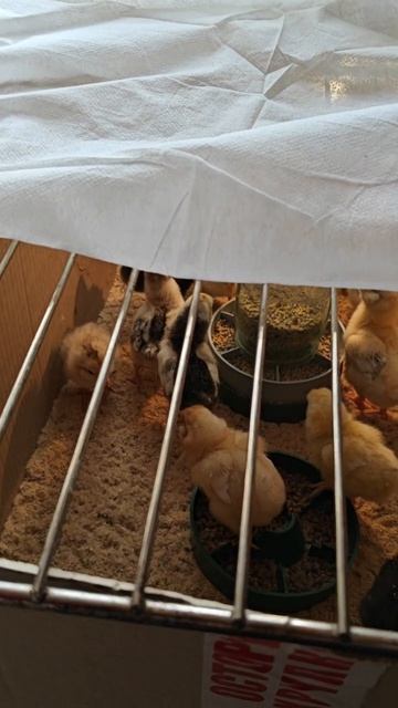 Малыши перешли в сарай