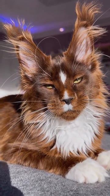 Клип meowtaverse