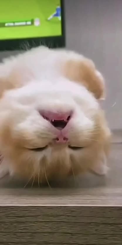 #Милые #видео #животные