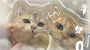 🥇»:оценка... :»✌🏽(в опис) 🎀