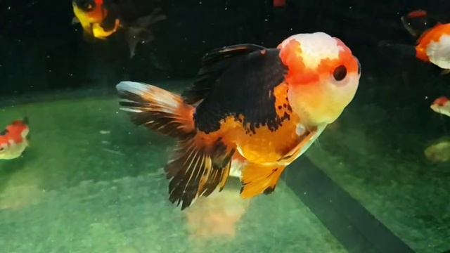 Золотые рыбы