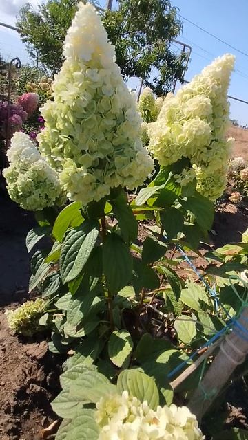 Метельчатая гортензия Меджикал Келиманджаро.