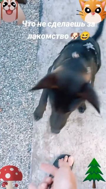 Что не сделаешь за лакомство🐶 🐱😅