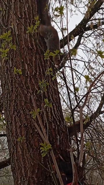 Помогла голубю освободится из кормушки Белки прибежали за орехами 29.04.26