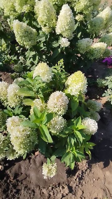 Метельчатая гортензия Роял Флауер.