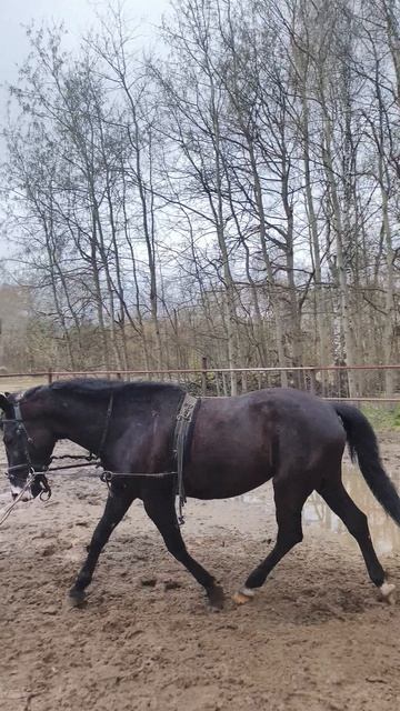 Оксана Новикова и Рокас Вэлл, рысь в развязках на корде на плацу.