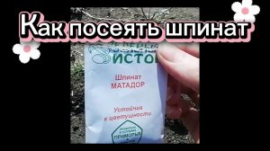 Как посеять шпинат