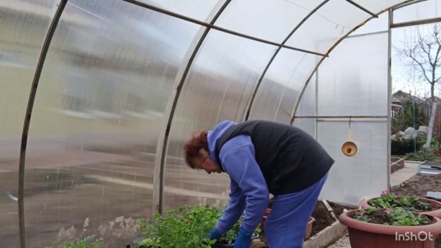 Мой метод рассаживания петуний работаю в саду.