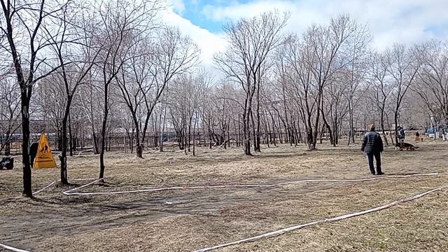 7 Отл. Whitebrant NORD +++ №17. КОМСОМОЛЬСК-НА-АМУРЕ 26 апреля`26 Моно немецких овчарок