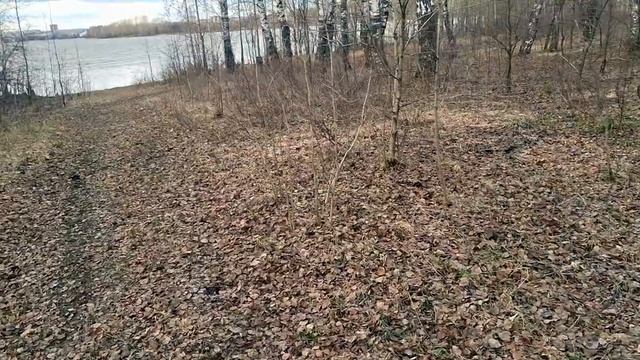 Прогулка по весеннему лесу