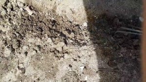 2401.  ВПЛ.,посев моркови (14.04.20)