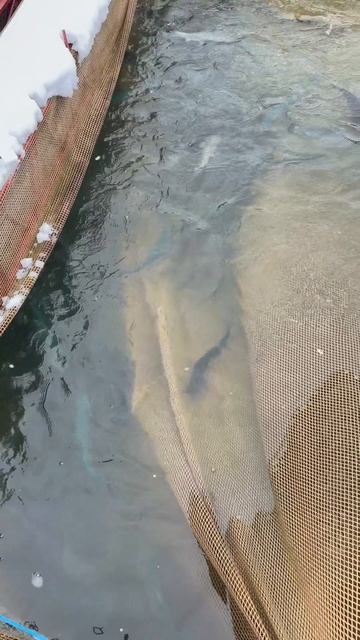 Ежедневный запуск форели