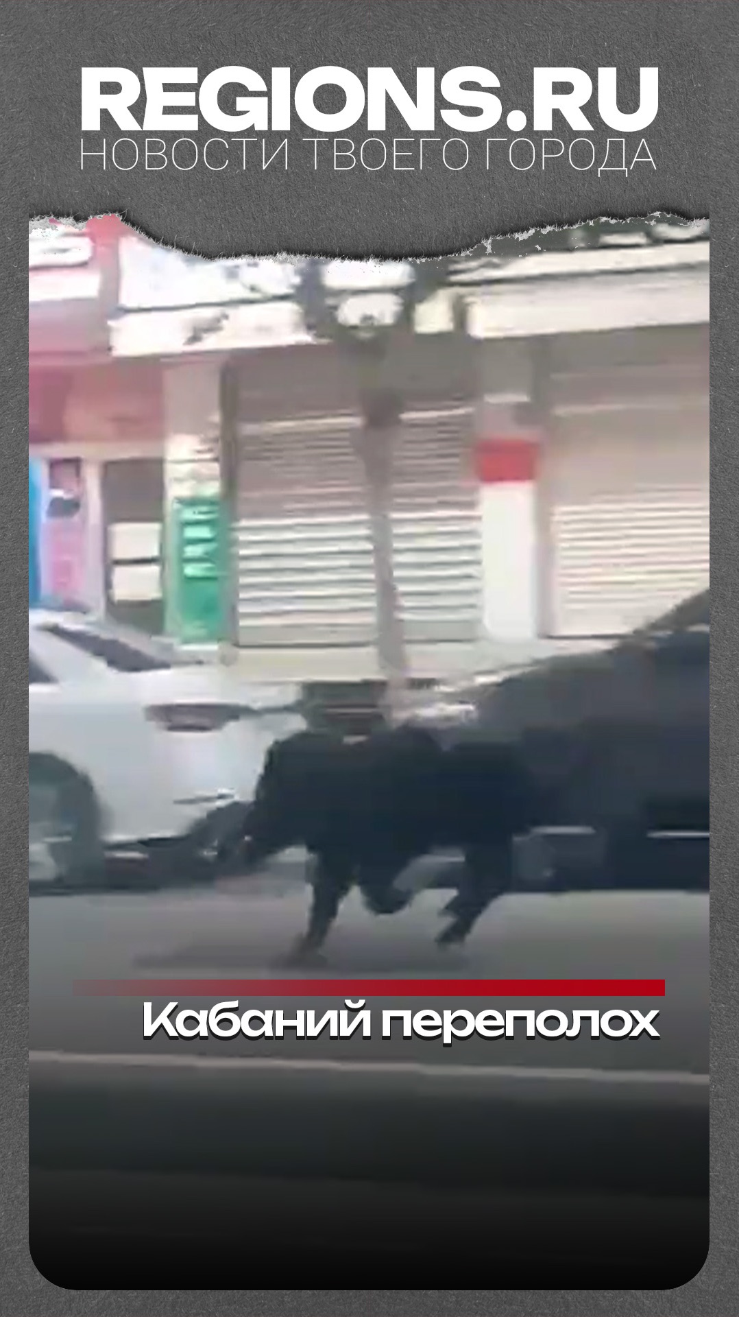 Кабаний переполох