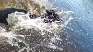 lv_0_20250727163538[1]