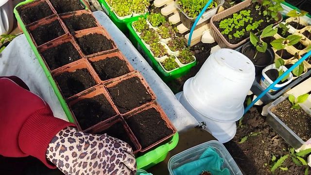 Большая пересадка перевалка посадка
