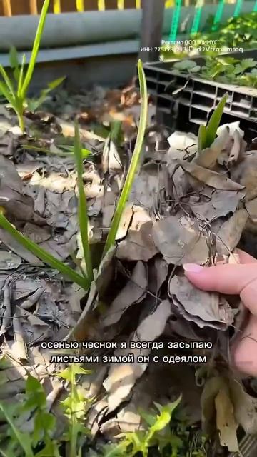 Дача своими руками