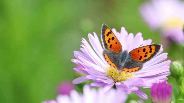 Видео ролик на тему 