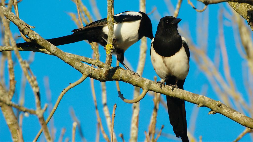 Птицы весной у реки. Апрель.