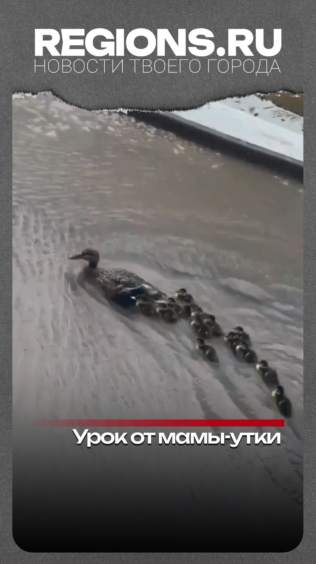 Урок от мамы-утки