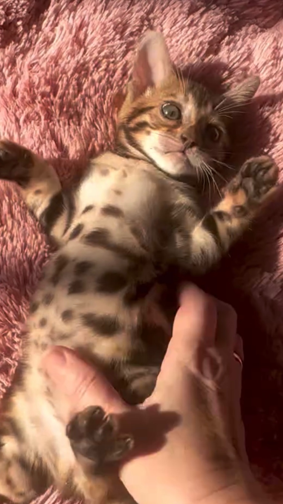 Бенгальские котята питомника Мирбелиссимо