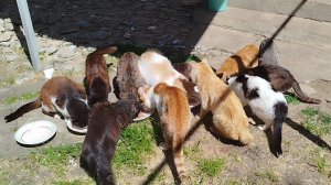 Выноси еду немедленно! 🙏🐱😽🐱🥣