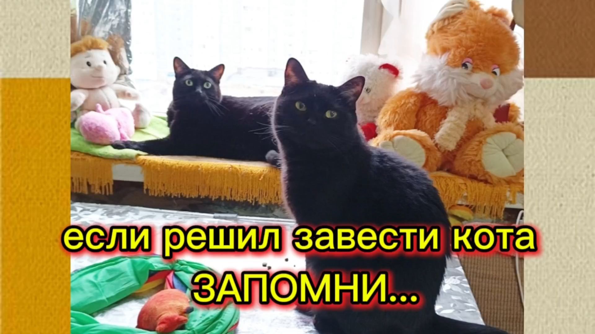 КОШКИ С ОЗВУЧКОЙ.