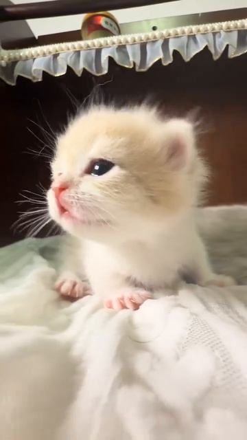 Клип @meowtaverse