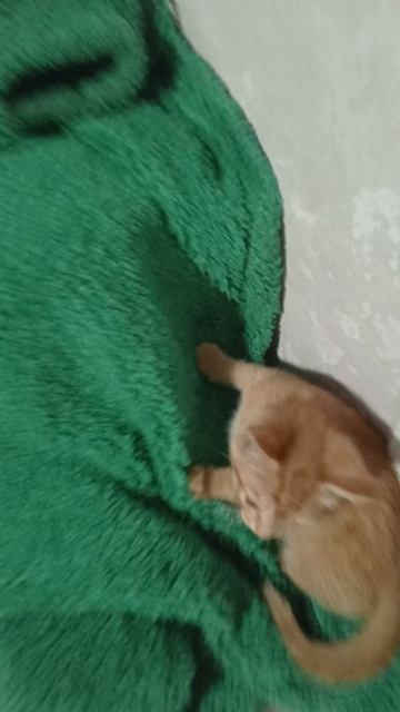 Кузя сосёт куртку