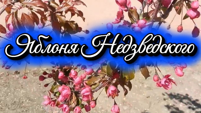 Яблоня Недзведского . Зоопарк. Магазин семян  новое поступление растений.