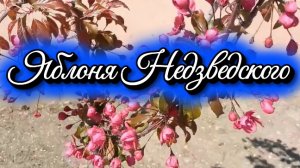 Яблоня Недзведского . Зоопарк. Магазин семян , новое поступление растений.