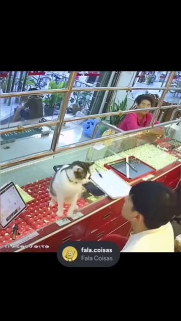 Комедия Кот