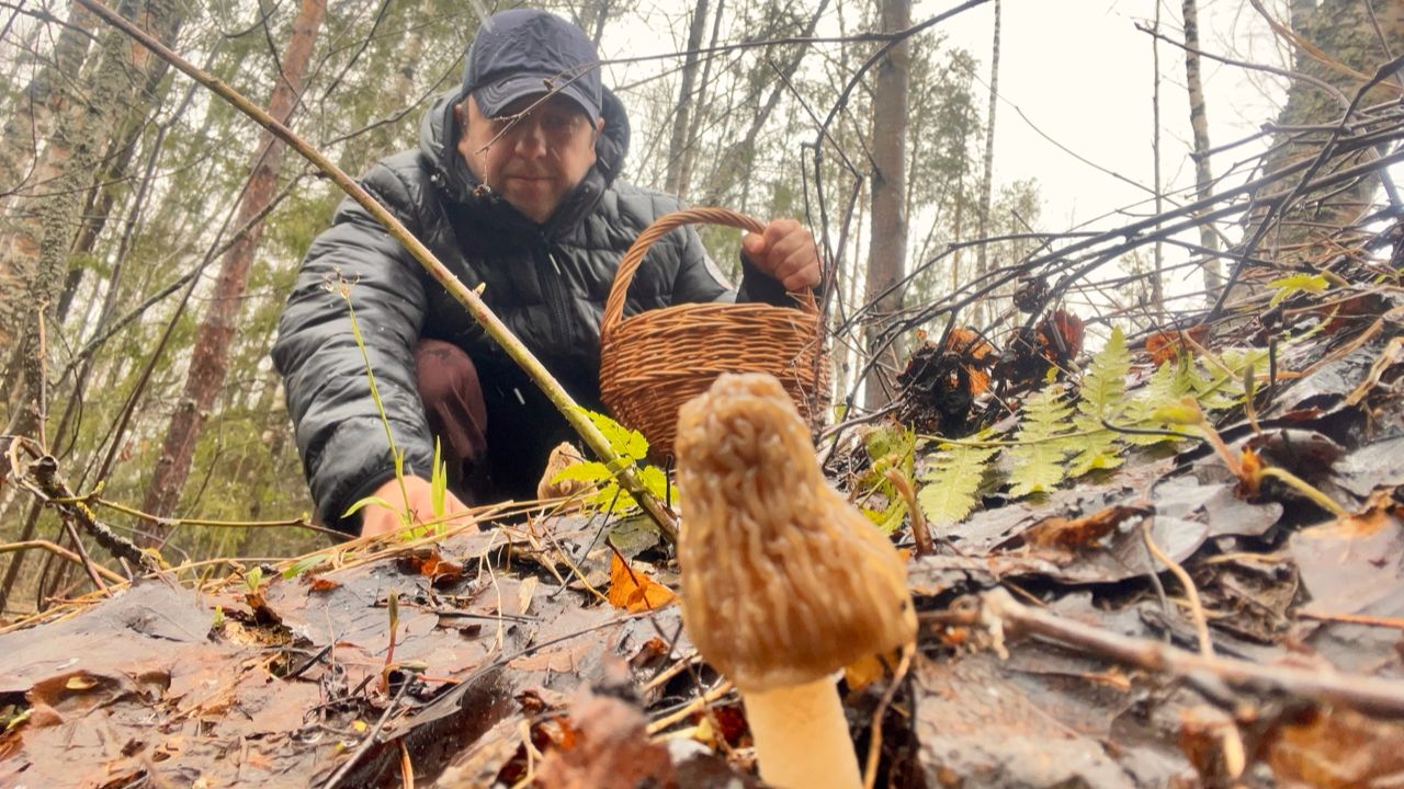 ЗА ГРИБАМИ В НЕПОГОДУ! Сбор грибов во время снега! Грибы 2026